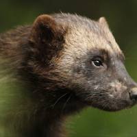 Michail Petrovsky avatar